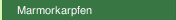 Marmorkarpfen